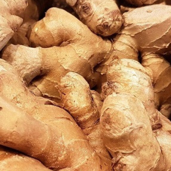GINGEMBRE BIO - DESCLICS PAYSAN, LE GOÛT DU BIO SOLIDAIRE PRÈS DE CHEZ VOUS