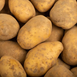 POMME DE TERRE CHAIR FERME BIO - DESCLICS PAYSAN, LE GOÛT DU BIO SOLIDAIRE PRÈS DE CHEZ VOUS
