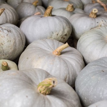 COURGE BLEUE DE HONGRIE FENDUE - DESCLICS PAYSAN, LE GOÛT DU BIO SOLIDAIRE PRÈS DE CHEZ VOUS