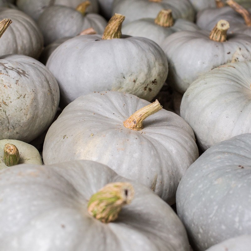 COURGE BLEUE DE HONGRIE FENDUE - DESCLICS PAYSAN, LE GOÛT DU BIO SOLIDAIRE PRÈS DE CHEZ VOUS
