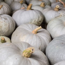 COURGE BLEUE DE HONGRIE FENDUE - DESCLICS PAYSAN, LE GOÛT DU BIO SOLIDAIRE PRÈS DE CHEZ VOUS