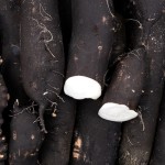RADIS NOIR BIO - DESCLICS PAYSAN, LE GOÛT DU BIO SOLIDAIRE PRÈS DE CHEZ VOUS