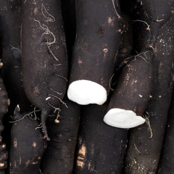 RADIS NOIR BIO - DESCLICS PAYSAN, LE GOÛT DU BIO SOLIDAIRE PRÈS DE CHEZ VOUS