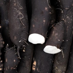 RADIS NOIR BIO - DESCLICS PAYSAN, LE GOÛT DU BIO SOLIDAIRE PRÈS DE CHEZ VOUS