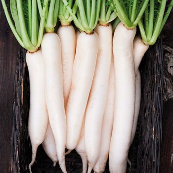 DAIKON BIO - DESCLICS PAYSAN, LE GOÛT DU BIO SOLIDAIRE PRÈS DE CHEZ VOUS