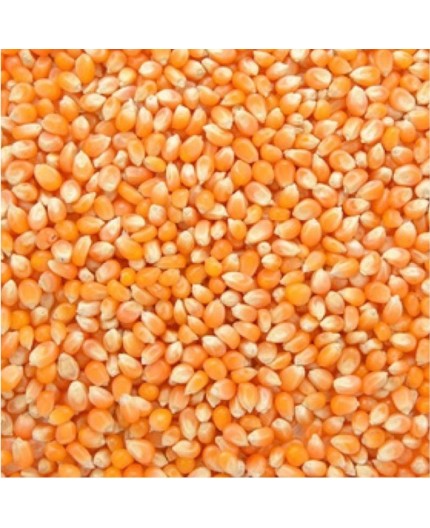 MAÏS À POP CORN BIO - DESCLICS PAYSAN, LE GOÛT DU BIO SOLIDAIRE PRÈS DE CHEZ VOUS