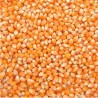 MAÏS À POP CORN BIO - DESCLICS PAYSAN, LE GOÛT DU BIO SOLIDAIRE PRÈS DE CHEZ VOUS