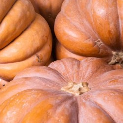 COURGE MUSCADE BIO - DESCLICS PAYSAN, LE GOÛT DU BIO SOLIDAIRE PRÈS DE CHEZ VOUS