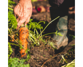 PRODUCTEURS DESCLICS