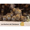 LES RUCHERS DE L'HERBASSE